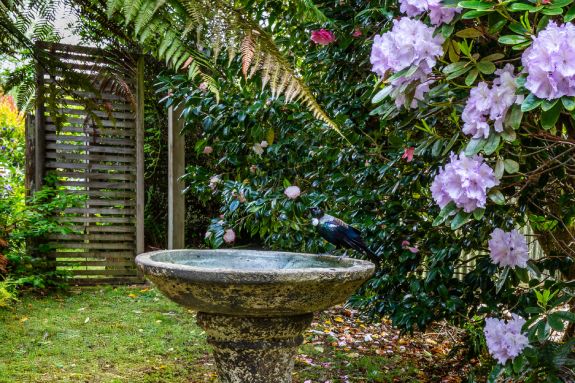 a tui on the birdbath